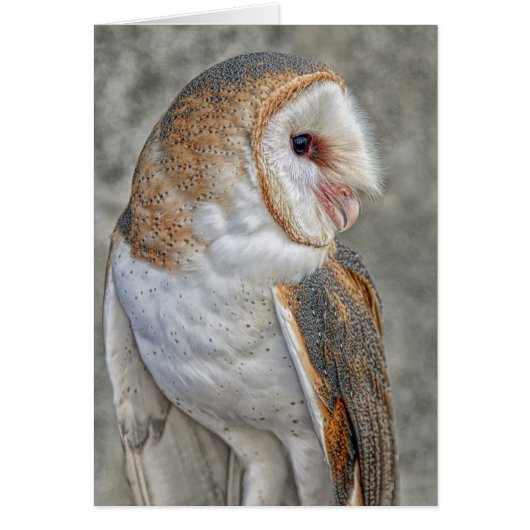 Barn Owl Cards (Front)