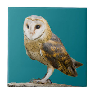 Barn Owl Ceramic Tile