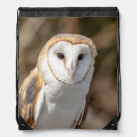 Barn Owl
