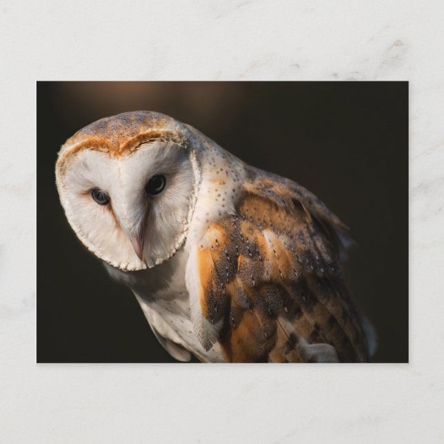Barn owl eyes postcard (Front)