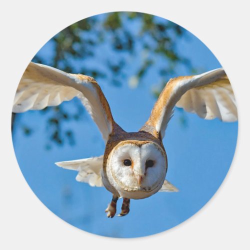 Barn Owl Flight Photo Classic Round Sticker