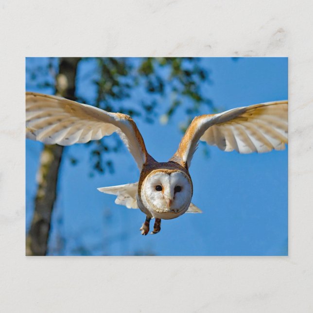 Barn Owl Flight Photo Postcard (Front)