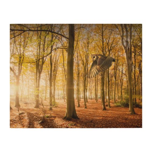 Barn owl flying in autumn woodland canvas print