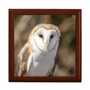 Barn Owl Gift Box