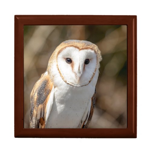 Barn Owl Gift Box