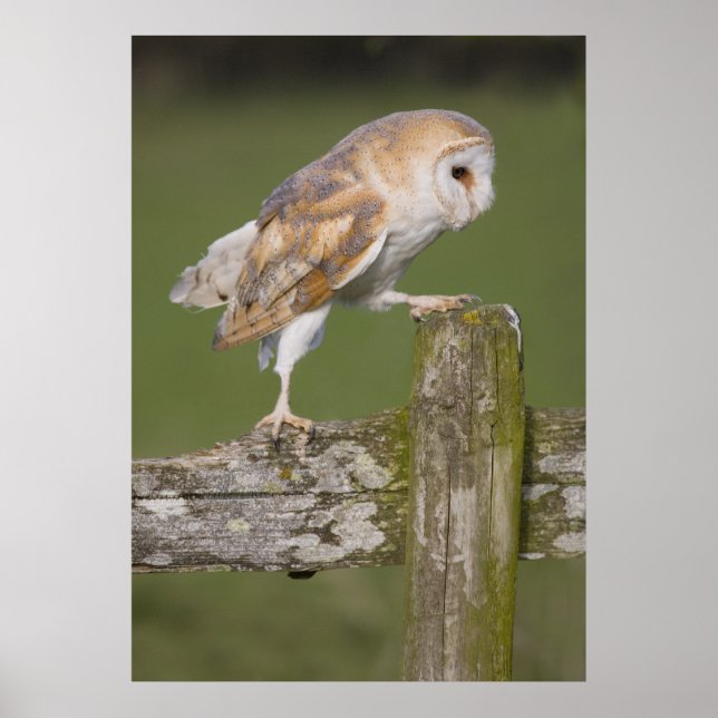 Barn Owl going for a stroll Poster (Front)