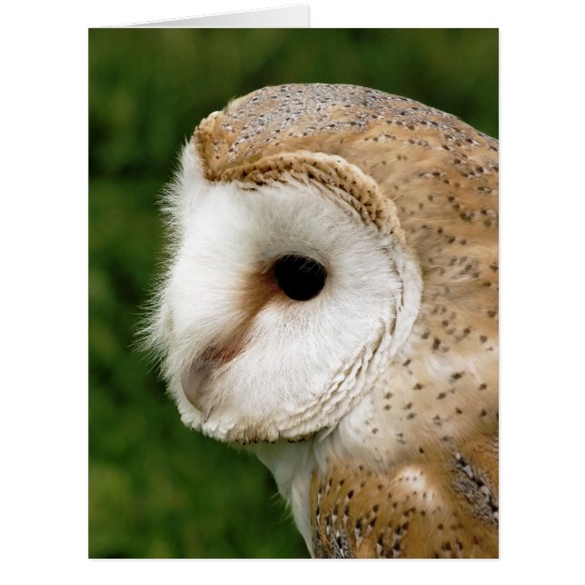 BARN OWL GREETING CARD (Front)