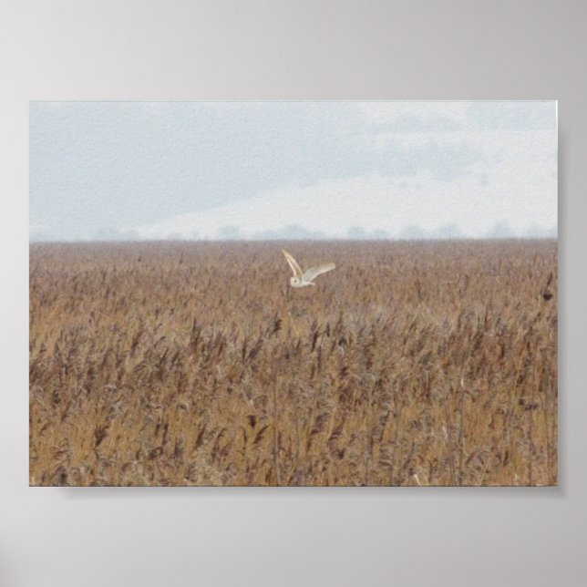 Barn owl hunting over reedbeds poster (Front)