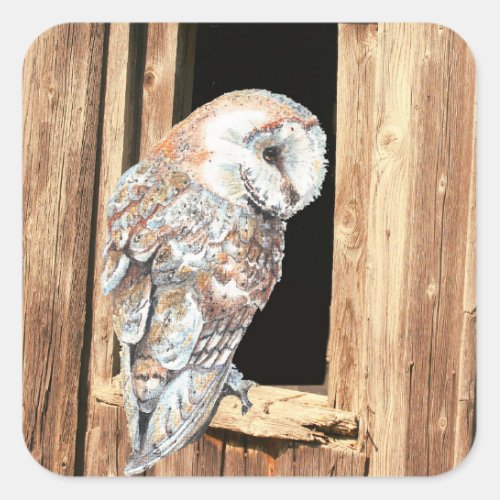 Barn owl in Barn Window Animal Nature Art Square Sticker