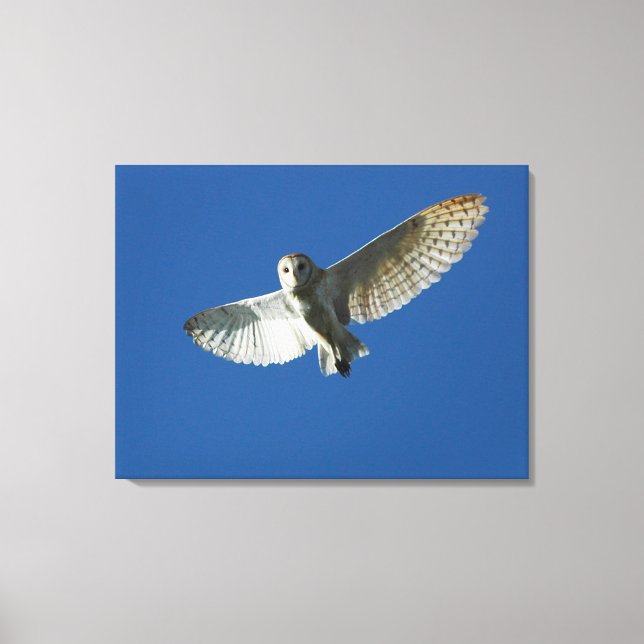 Barn Owl in Daytime Flight Canvas Print (Front)