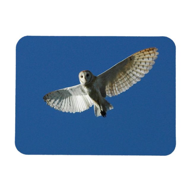 Barn Owl in Daytime Flight Magnet (Horizontal)