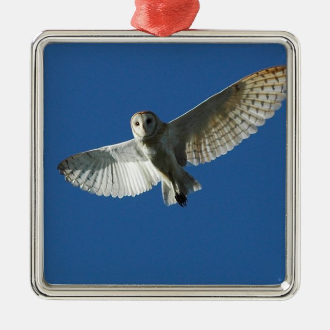 Barn Owl in Daytime Flight Metal Ornament (Front)