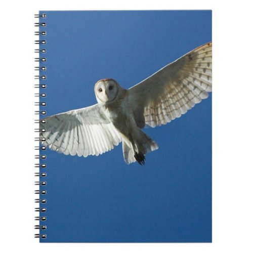 Barn Owl in Daytime Flight Notebook