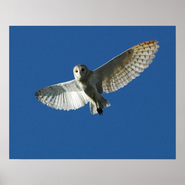 Barn Owl in Daytime Flight Poster (Front)