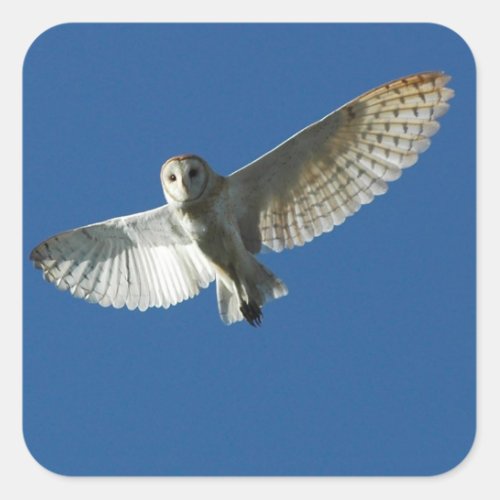 Barn Owl in Daytime Flight Square Sticker