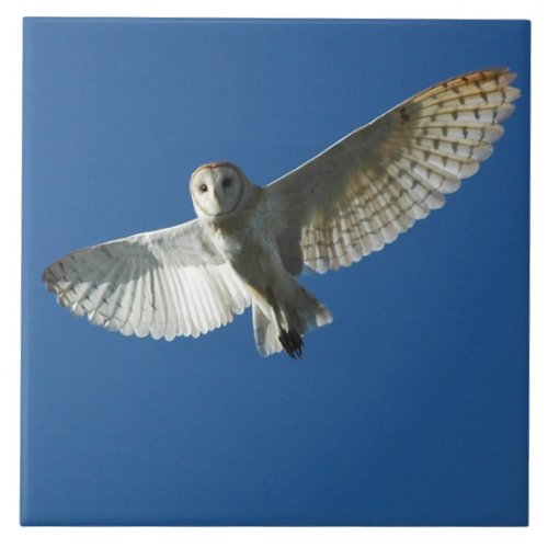 Barn Owl in Daytime Flight Tile