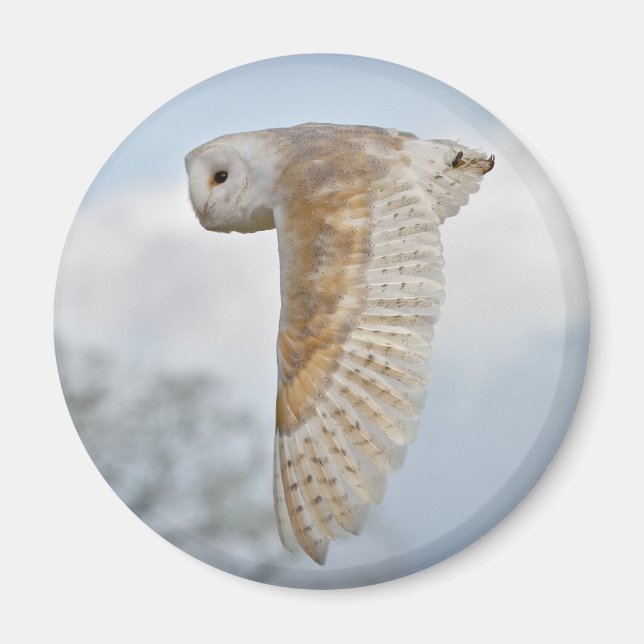 Barn Owl in Flight Magnet (Front)