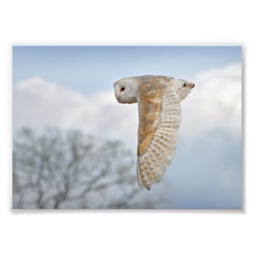 Barn Owl in Flight Print