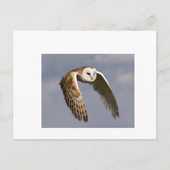 barn-owl-in-flight-small postcard (Front)