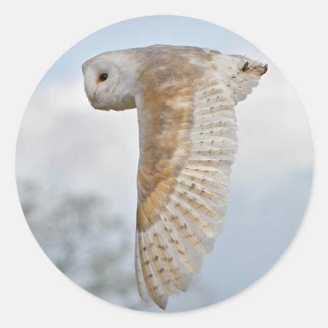 Barn Owl in Flight Sticker (Front)