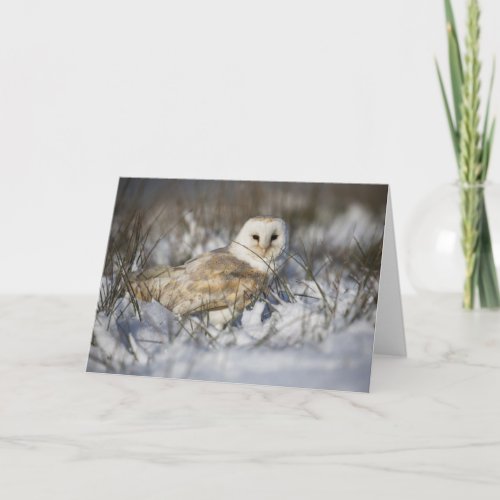 Barn Owl in Snow Card