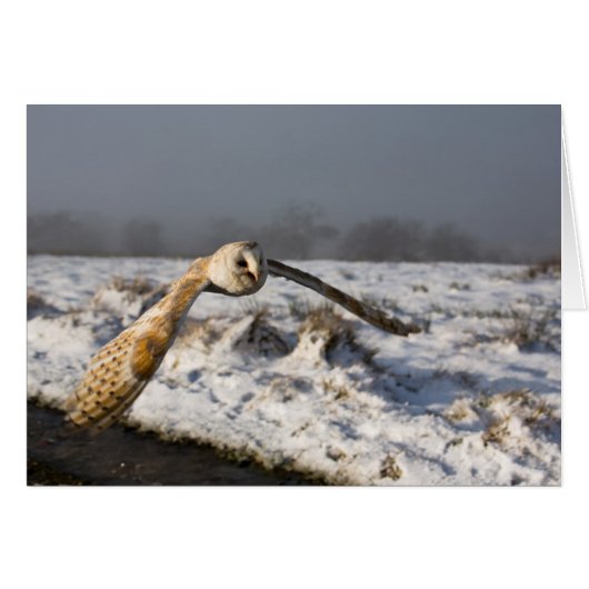 Barn Owl in Snow Cards (Front Horizontal)