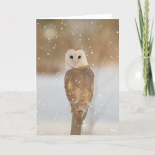 Barn owl in the snow card