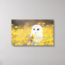 Barn Owl in Yellow Flower Field