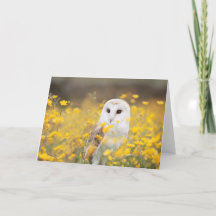 Barn Owl in Yellow Flower Field