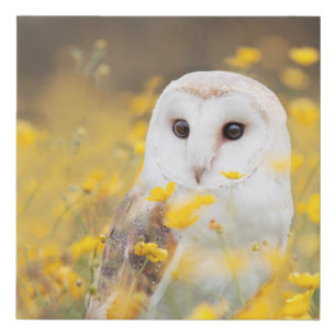 Barn Owl in Yellow Flower Field Faux Canvas Print