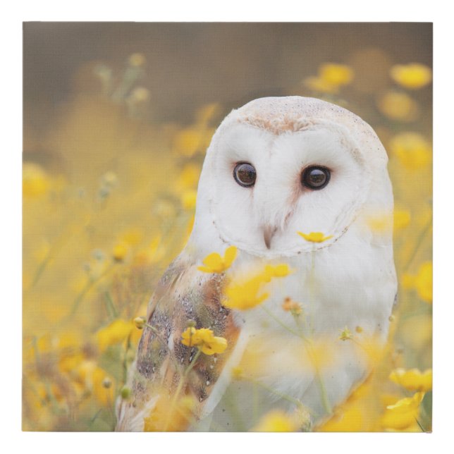 Barn Owl in Yellow Flower Field Faux Canvas Print (Front)