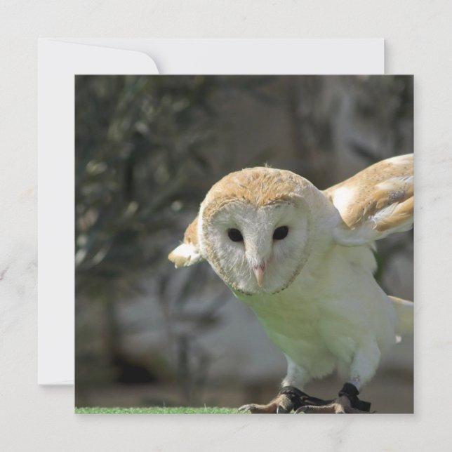 Barn Owl Invitation (Front)