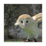 Barn Owl Invitation