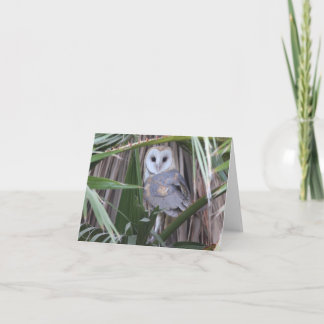 Barn Owl – Joe Sweeney – card