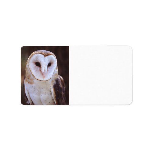 barn owl label