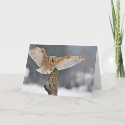 Barn owl landing to spike card