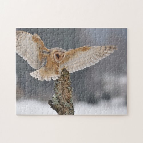 Barn owl landing to spike jigsaw puzzle