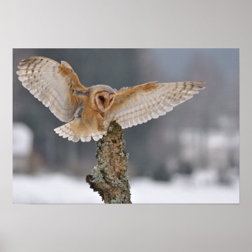Barn owl landing to spike poster