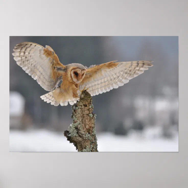 barn owl landing