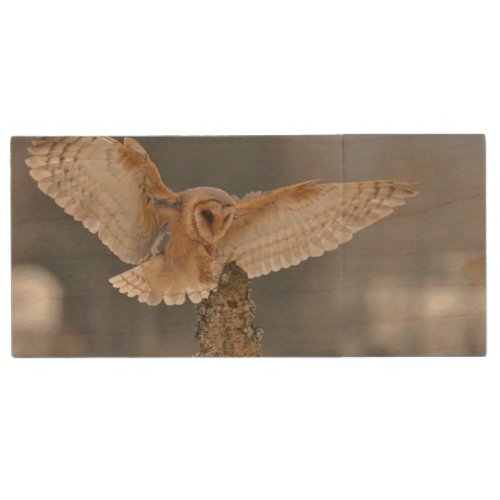 Barn owl landing to spike wood flash drive