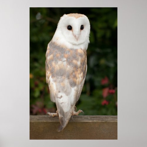 Barn owl looking over the poster