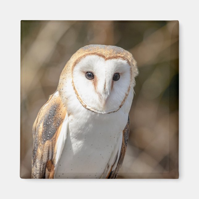 Barn Owl Magnet (Front)