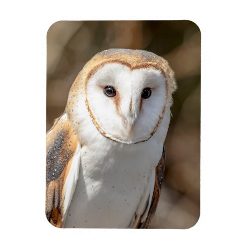 Barn Owl Magnet