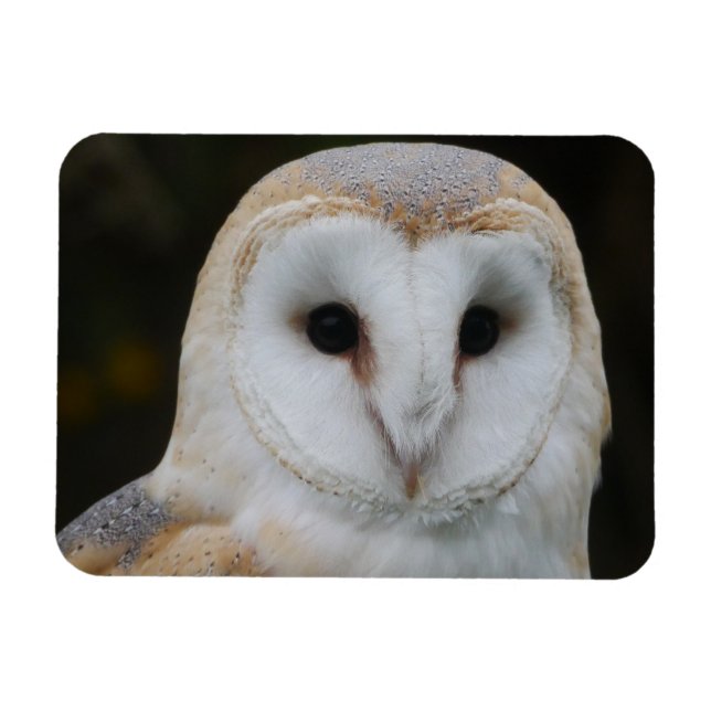 Barn Owl Magnet  (Horizontal)