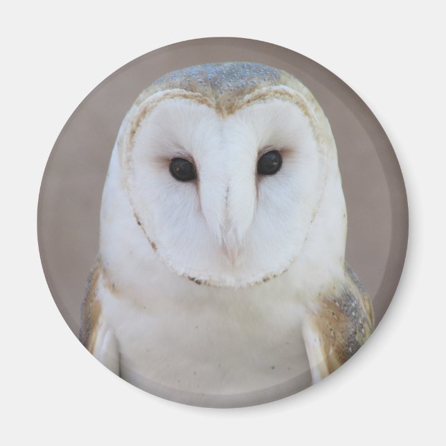 Barn Owl Magnet (Front)