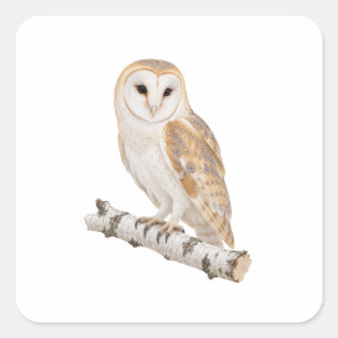 Barn Owl on a Birch Branch Square Sticker