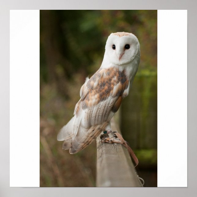 Barn Owl on a fence Poster (Front)