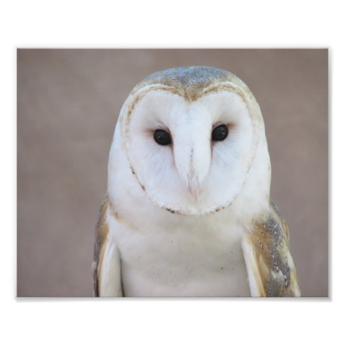 Barn Owl Photo Print