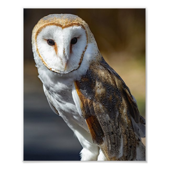 Barn Owl  Photo Print (Front)