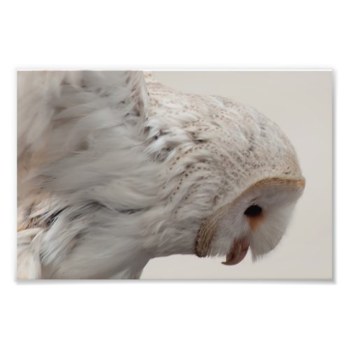 Barn Owl Photo Print